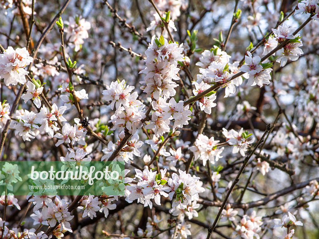 447035 - Japanische Kirschmandel (Prunus tomentosa)