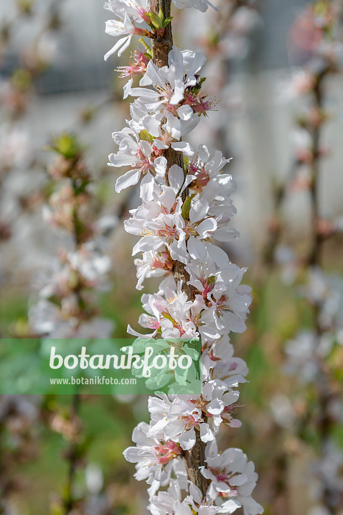 558194 - Japanische Kirschmandel (Prunus tomentosa 'Orient')