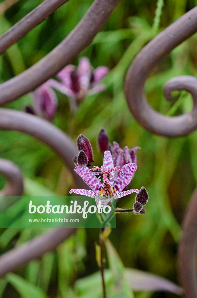 524189 - Japanische Krötenlilie (Tricyrtis hirta)