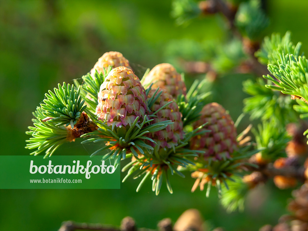 436273 - Japanische Lärche (Larix kaempferi)