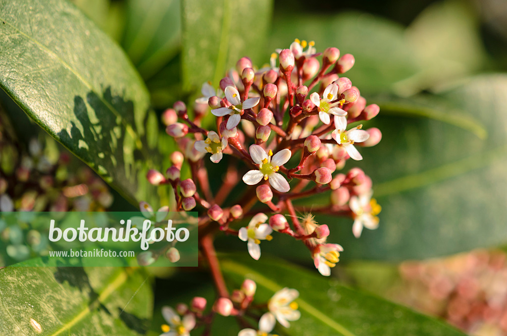 530031 - Japanische Skimmie (Skimmia japonica)