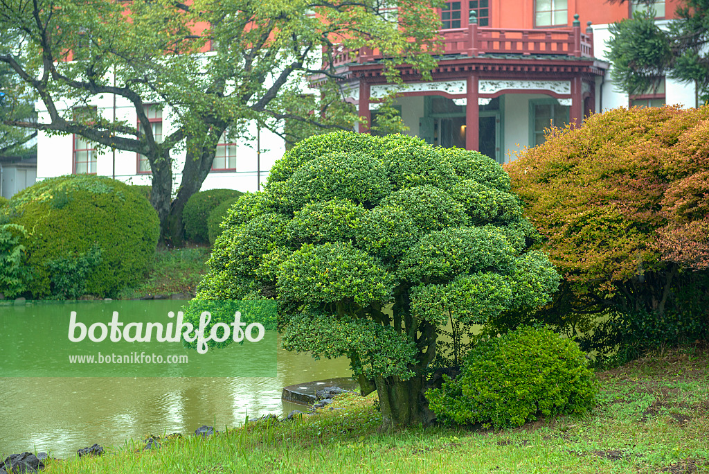 575125 - Japanische Stechpalme (Ilex crenata) und Frühblühende Prachtglocke (Enkianthus perulatus)