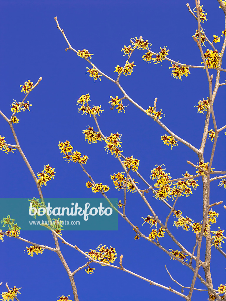 435014 - Japanische Zaubernuss (Hamamelis japonica)