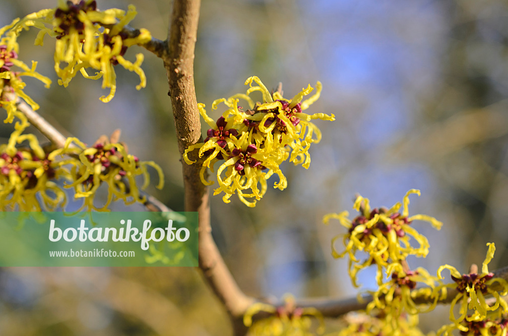 518088 - Japanische Zaubernuss (Hamamelis japonica 'Arborea')