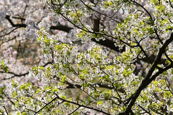 495178 - Japanische Zierkirsche (Prunus incisa x speciosa 'Umineko')