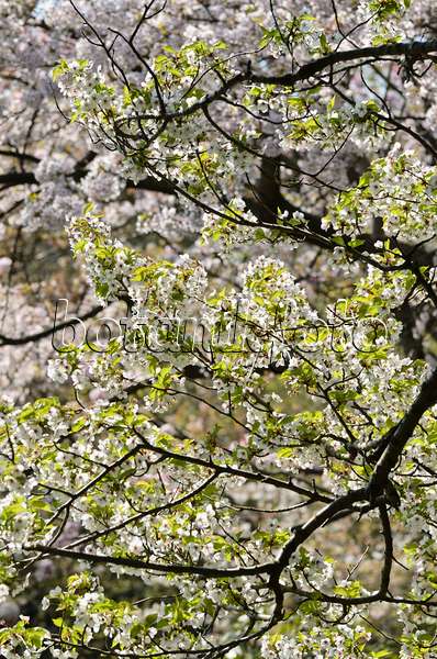 495179 - Japanische Zierkirsche (Prunus incisa x speciosa 'Umineko')