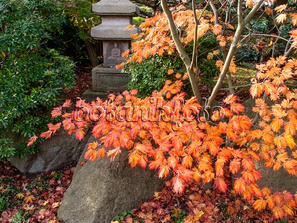 465262 - Japanischer Ahorn (Acer japonicum)