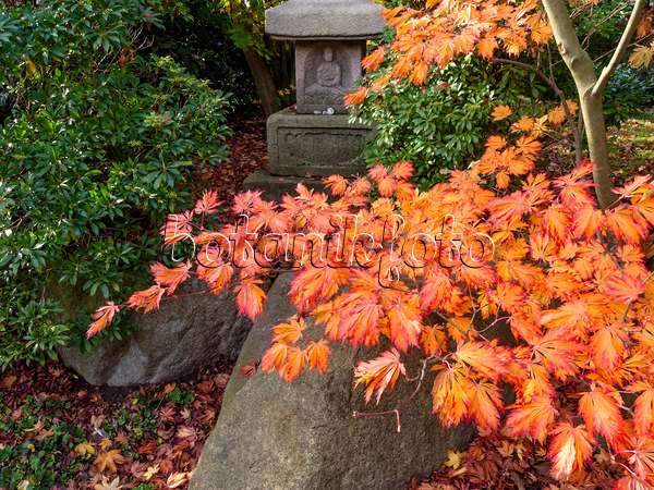 465263 - Japanischer Ahorn (Acer japonicum)
