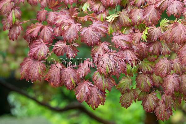 651013 - Japanischer Ahorn (Acer japonicum 'Aconitifolium')
