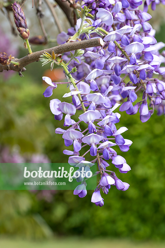 607224 - Japanischer Blauregen (Wisteria brachybotrys 'Okayama')