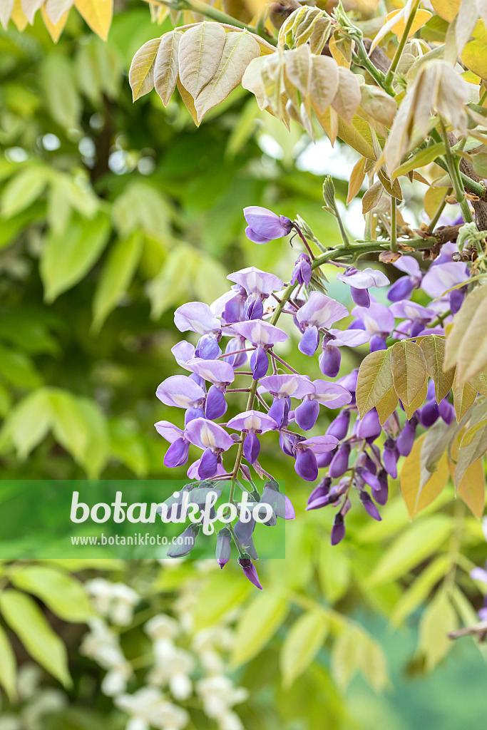 638386 - Japanischer Blauregen (Wisteria brachybotrys 'Okayama')