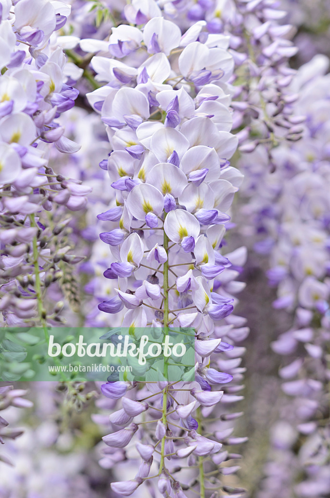 532043 - Japanischer Blauregen (Wisteria floribunda)