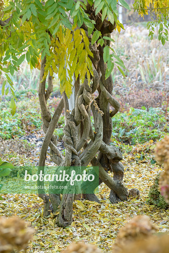 575355 - Japanischer Blauregen (Wisteria floribunda 'Multijuga')