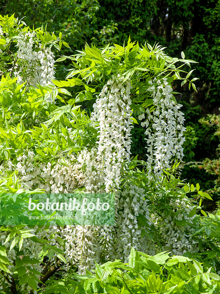 437379 - Japanischer Blauregen (Wisteria floribunda 'Alba')