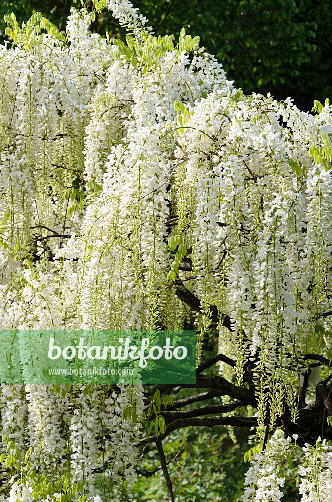 508083 - Japanischer Blauregen (Wisteria floribunda 'Alba')