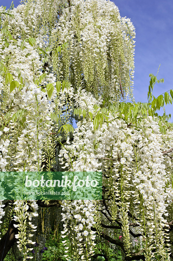 508084 - Japanischer Blauregen (Wisteria floribunda 'Alba')