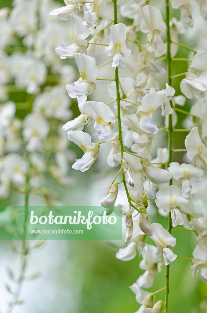 556046 - Japanischer Blauregen (Wisteria floribunda 'Alba')