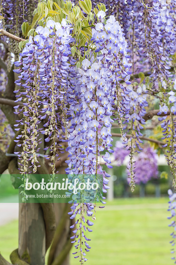 638387 - Japanischer Blauregen (Wisteria floribunda 'Blue Dream')