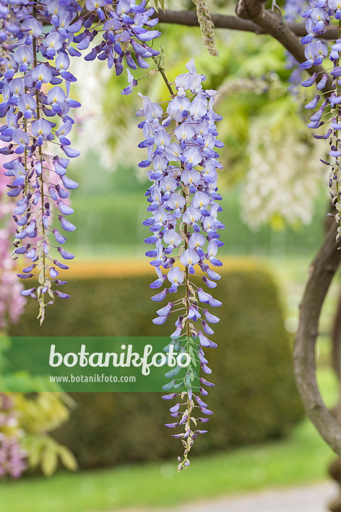 638389 - Japanischer Blauregen (Wisteria floribunda 'Blue Dream')