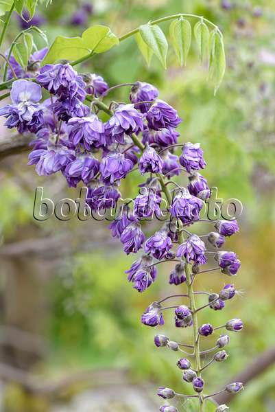 607237 - Japanischer Blauregen (Wisteria floribunda 'Violacea Plena')