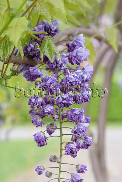 616354 - Japanischer Blauregen (Wisteria floribunda 'Violacea Plena')