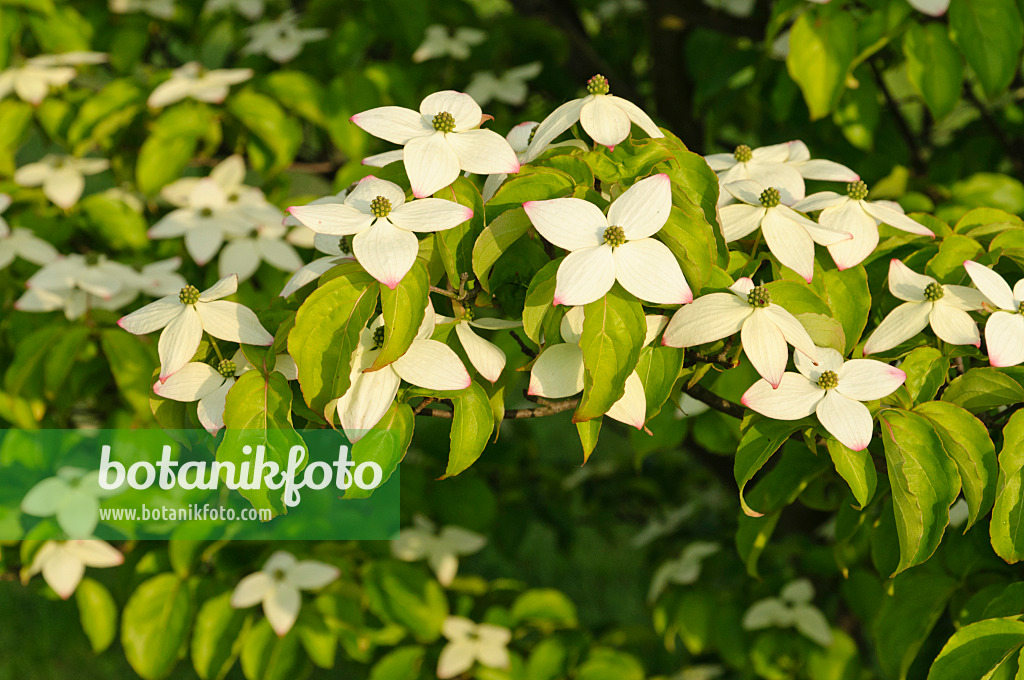 472313 - Japanischer Blütenhartriegel (Cornus kousa)