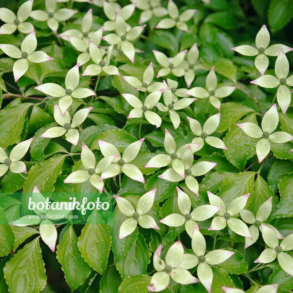 490051 - Japanischer Blütenhartriegel (Cornus kousa)