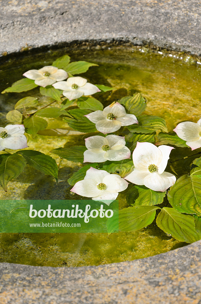 508417 - Japanischer Blütenhartriegel (Cornus kousa)