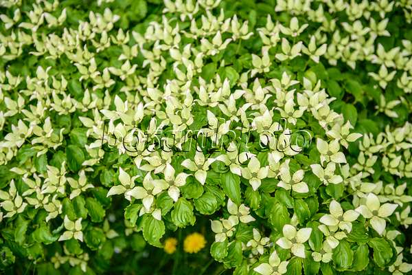 593061 - Japanischer Blütenhartriegel (Cornus kousa)
