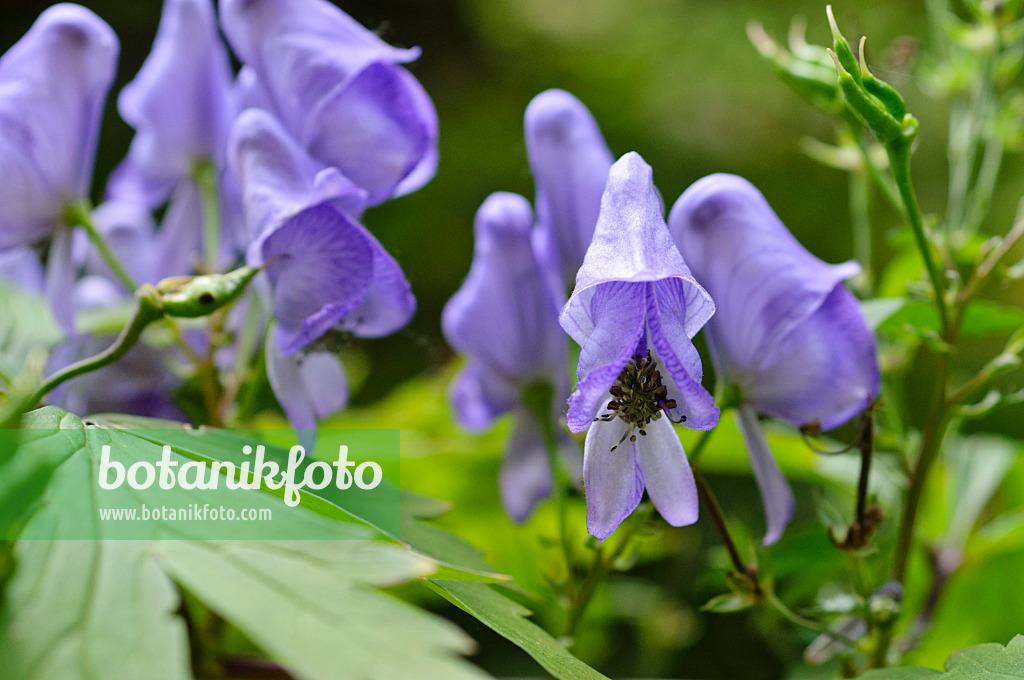 476251 - Japanischer Eisenhut (Aconitum japonicum)