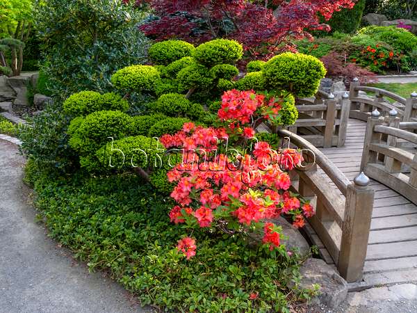 437311 - Japanischer Garten, Freiburg im Breisgau, Deutschland