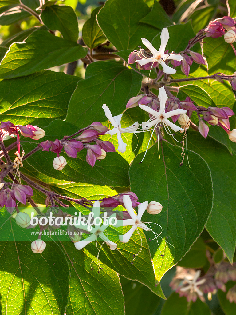 404027 - Japanischer Losbaum (Clerodendrum trichotomum var. fargesii syn. Clerodendron trichotomum var. fargesii)