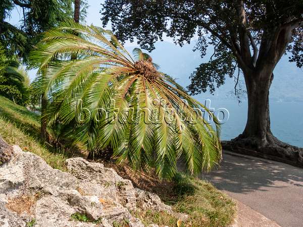 414084 - Japanischer Palmfarn (Cycas revoluta), Villa Heleneum, Lugano, Schweiz