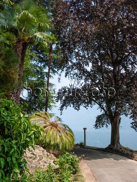 414085 - Japanischer Palmfarn (Cycas revoluta), Villa Heleneum, Lugano, Schweiz