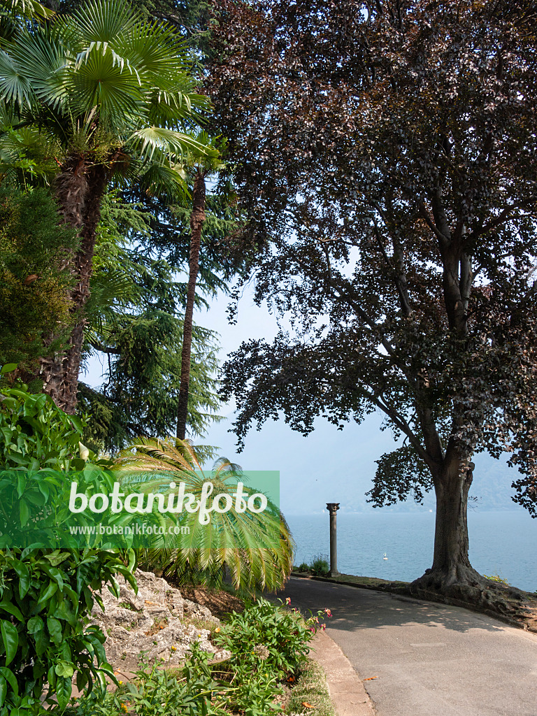 414085 - Japanischer Palmfarn (Cycas revoluta), Villa Heleneum, Lugano, Schweiz