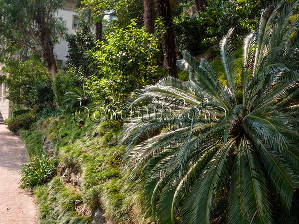 414086 - Japanischer Palmfarn (Cycas revoluta), Villa Heleneum, Lugano, Schweiz