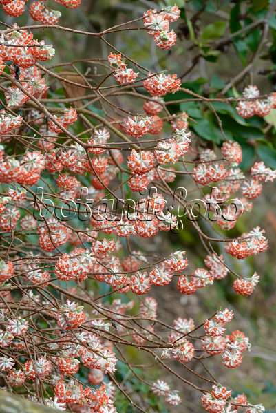 558095 - Japanischer Papierbusch (Edgeworthia chrysantha 'Akebono')