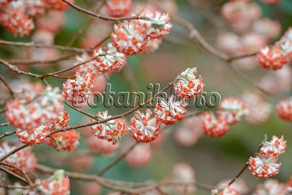 558096 - Japanischer Papierbusch (Edgeworthia chrysantha 'Akebono')