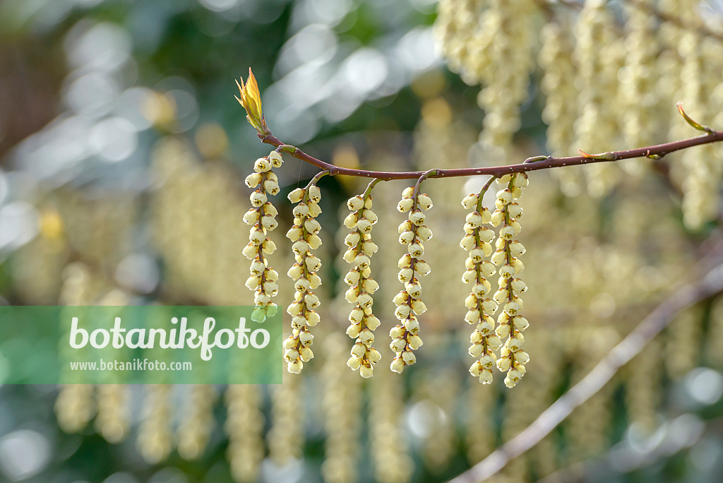 558245 - Japanischer Perlschweif (Stachyurus praecox)