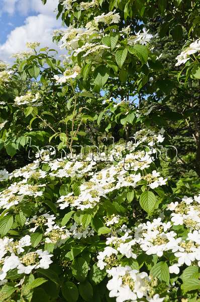 508203 - Japanischer Schneeball (Viburnum plicatum var. tomentosum 'Summer Snowflake')
