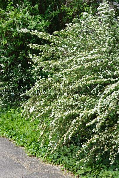 472400 - Japanischer Spierstrauch (Spiraea japonica 'Flächenfüller')