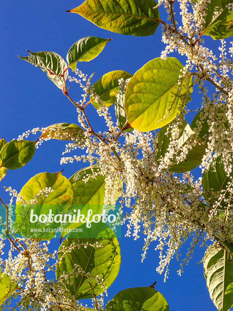 417002 - Japanischer Staudenknöterich (Fallopia japonica syn. Reynoutria japonica)