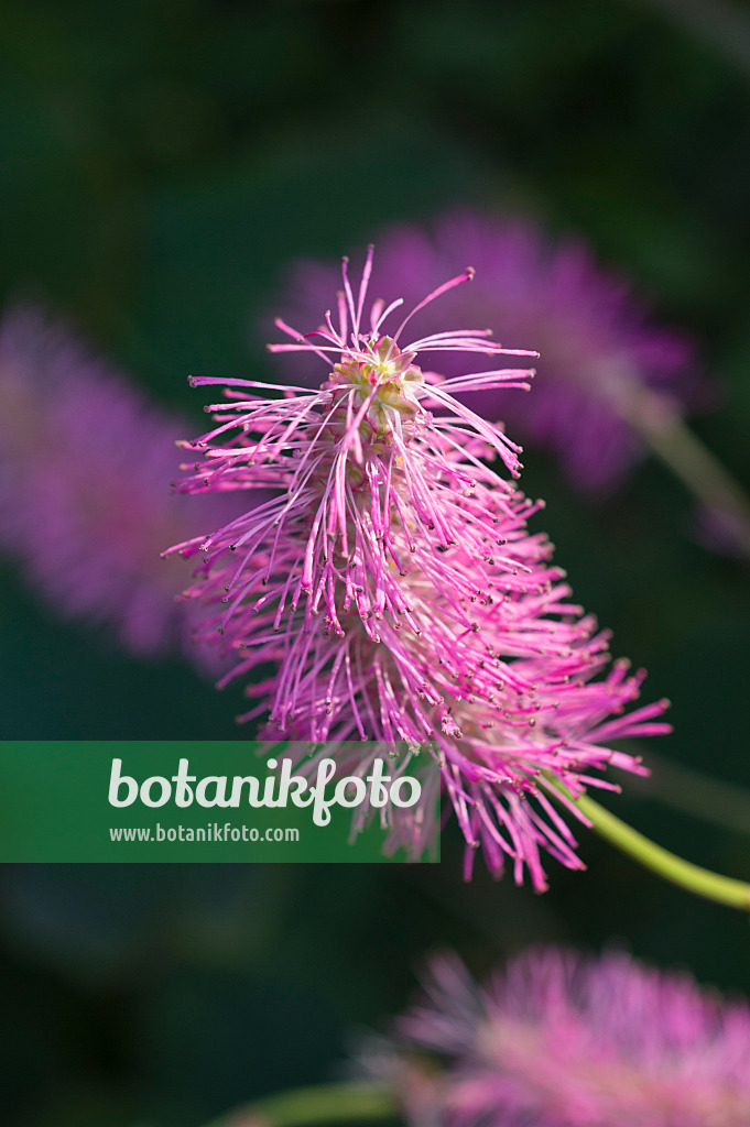 511312 - Japanischer Wiesenknopf (Sanguisorba hakusanensis)