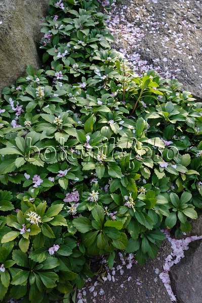 Japanischer Ysander - (Pachysandra terminalis) botanikfoto Gärten Bilder 483294 von Pflanzen und - - Bild