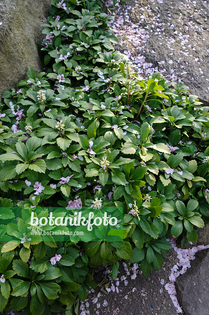 Bilder - - - Ysander Gärten Bild botanikfoto (Pachysandra terminalis) Pflanzen von 483294 Japanischer und