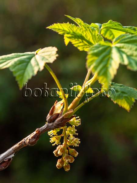 424117 - Johannisbeere (Ribes manshuricum)