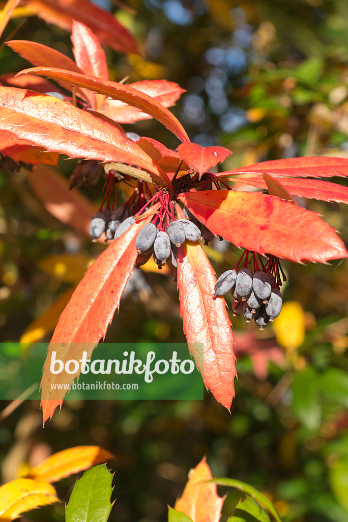 550022 - Julianes Berberitze (Berberis julianae)