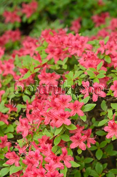 520301 - Kaempfers Azalee (Rhododendron kaempferi 'Lachsrosa')