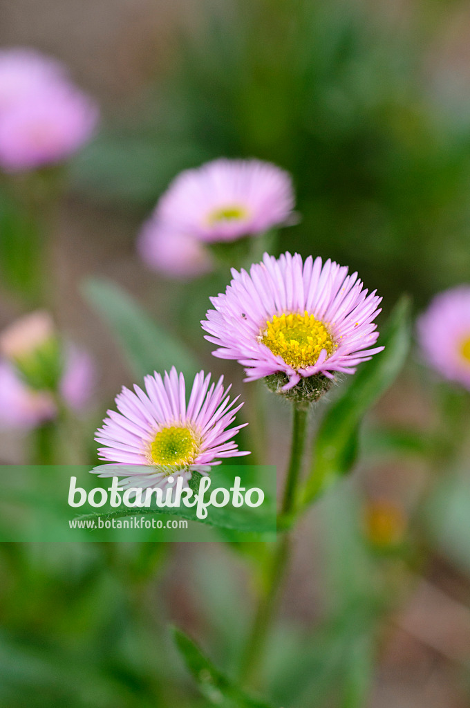 484260 - Kahles Berufkraut (Erigeron glabratus)