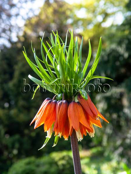 437097 - Kaiserkrone (Fritillaria imperialis)